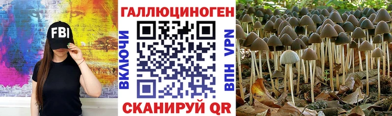 Псилоцибиновые грибы Psilocybe  Купить  Красноармейск 